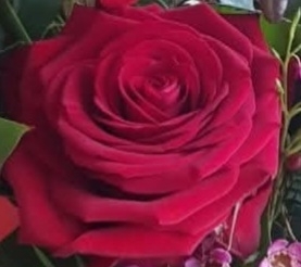 Single Red Rose