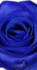 Blue Romance